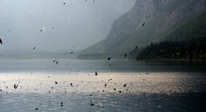 Vlaštovky nad Bohinjským jezerem